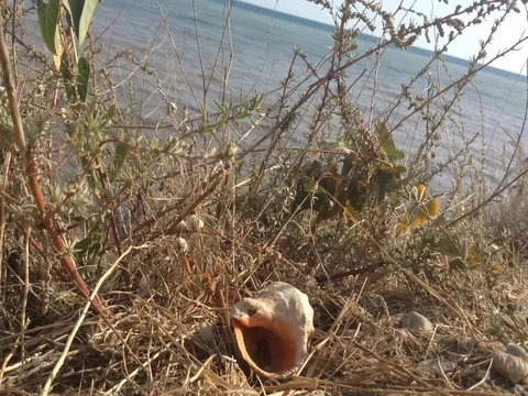Shell In Shrubs On The Black Sea Background - Crimea Russia Stock Footage 83279656