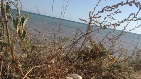 Shell In Shrubs On The Black Sea Background - Crimea Russia - Moving Camera Stock Footage 83279678