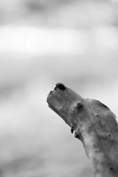 Shell sitting on tree branch Stock Photos