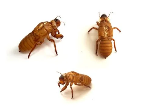 Shell of slough cicada Fotos Stock