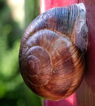 Shell of a snail abandoned on a gate Stock Photos