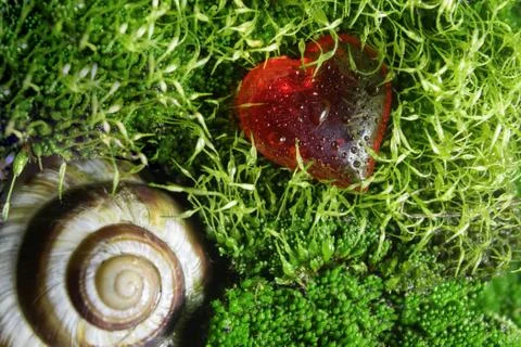 A shell of a snail and a red decorative glass heart lying on a moss Stock-Fotos
