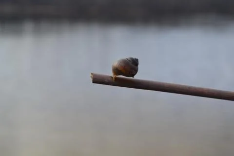 The shell of a snail on the branch. Nature background. Stock Photos