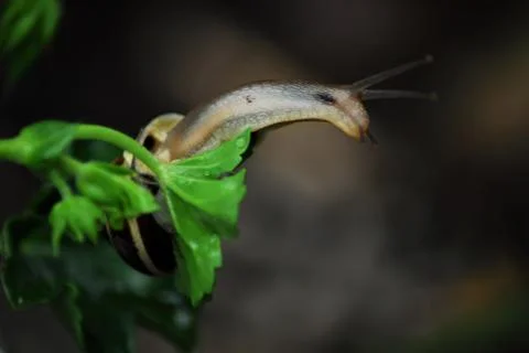 Shell snail on a leaf of a geranium looking around Stock Photos