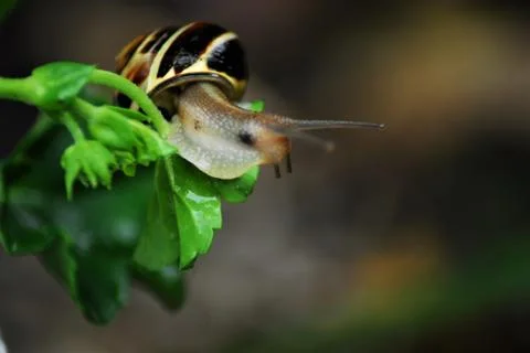 Shell snail on a leaf of a geranium Stock Photos