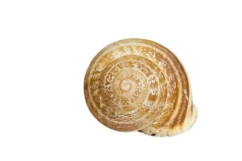 The shell of a snail Stock Photos