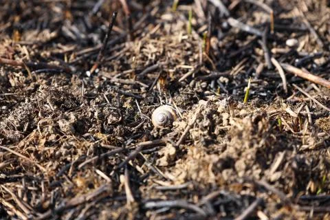 The shell of a snail, which had died in a fire, lies on baked grass. Conseque Stock Photos
