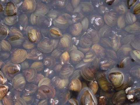 Shell Soup with Garlic, Chilli , Mint and Basil. Traditional Northeast of Tha Stock Photos
