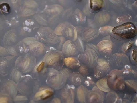 Shell Soup with Garlic, Chilli , Mint and Basil. Traditional Northeast of Tha Stock Photos