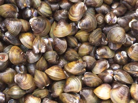 Shell Soup with Garlic, Chilli , Mint and Basil. Traditional Northeast of Tha Stock Photos