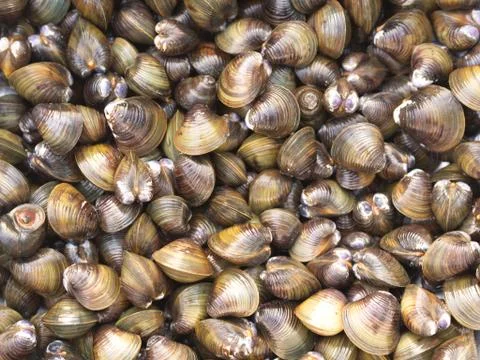 Shell Soup with Garlic, Chilli , Mint and Basil. Traditional Northeast of Tha Stock Photos