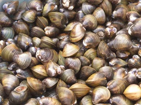 Shell Soup with Garlic, Chilli , Mint and Basil. Traditional Northeast of Tha Stock Photos