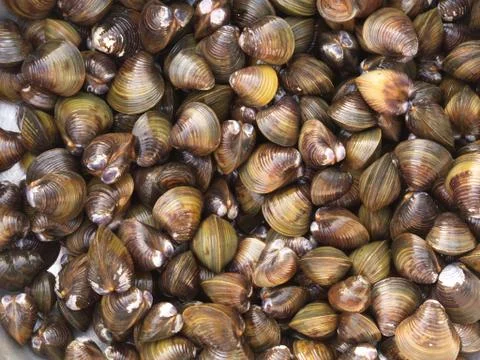 Shell Soup with Garlic, Chilli , Mint and Basil. Traditional Northeast of Tha Stock Photos