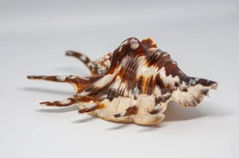 Shell of spider conch, also known as the Lambis lambis, on the white backgrou Foto stock
