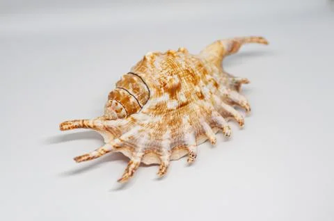 Shell of spider conch, also known as the Lambis lambis, on the white backgrou Stock Photos