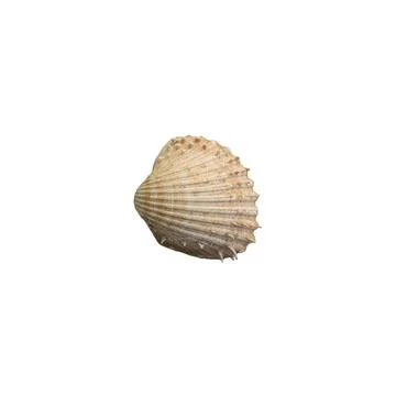 Shell with spiky relief on white background Stock Photos