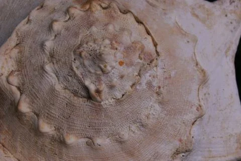 Shell spiral Stock Photos