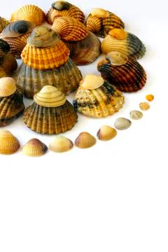 Shell spiral Stock Photos