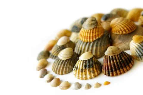Shell spiral Stock Photos