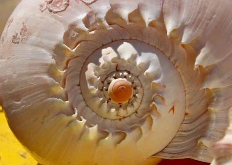 Shell Spiral Photos