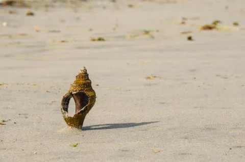 Shell Stick Up from the Sand Stock Photos