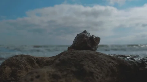 Shell on a stone by the sea against the background of waves and blue sky. 4k. Stock Footage 117186903