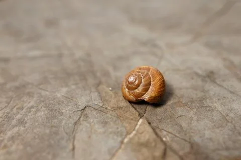 Shell on Stone Surface background Stock Photos