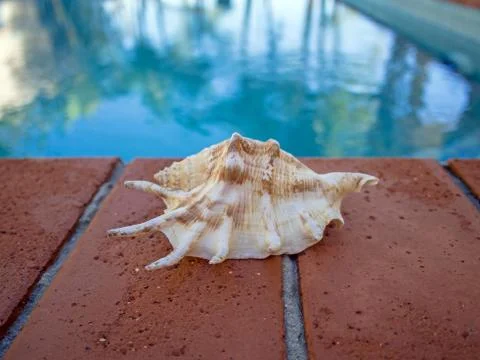 Shell on swimming pool edge palm tree reflections in water Stockfoto's
