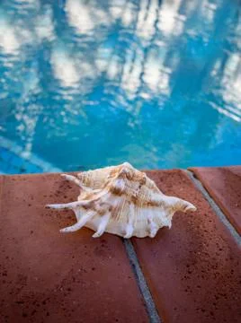 Shell on swimming pool edge reflections in water Stock Photos