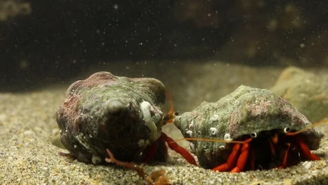 Shell switching marine hermit crabs (into the long process) Stock-Footage 97923413
