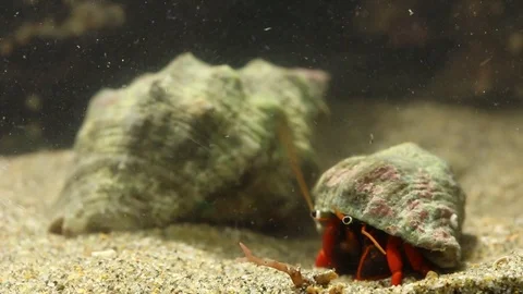 Shell switching marine hermit crabs (into the long process) Stock-Footage 97923590
