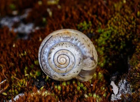 A shell of a terrestrial gastropod mollusk, whose morphological characteris.. Фото
