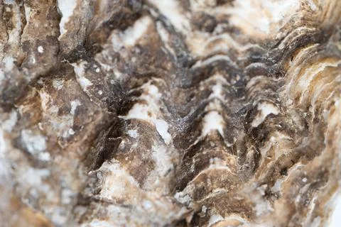 Shell texture close up Stock Photos