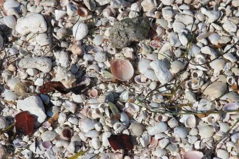 Shell Texture 库存照片