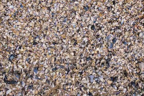 Shell Texture 스톡 사진