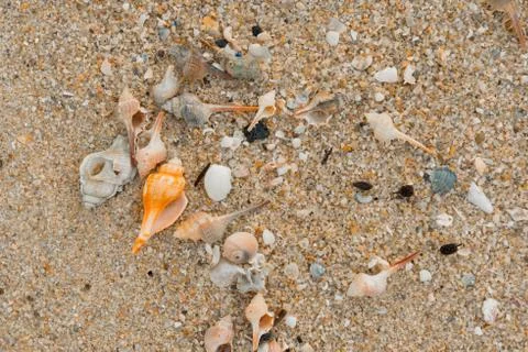 Shell Texture Stock Photos