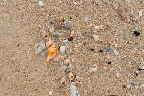 Shell Texture Stock Photos