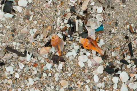 Shell Texture Stock Photos