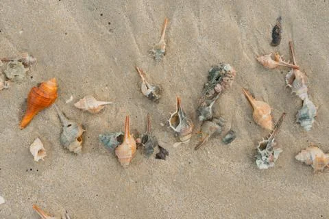 Shell Texture Stock Photos