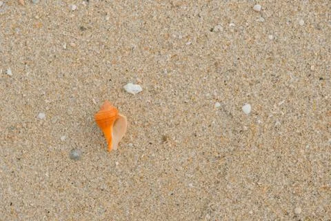 Shell Texture Foto stock