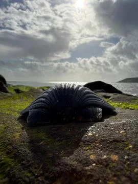 Shell in the Tide Light Stock Photos
