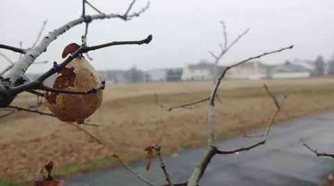 A Shell on a Tree Branch on a Rainy Day Stock Photos