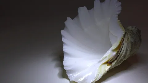 Shell of the Tridacna crocea mollusk. Stock Footage 114459950