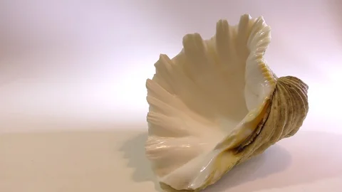 Shell of the Tridacna crocea mollusk. Stock Footage 114460898