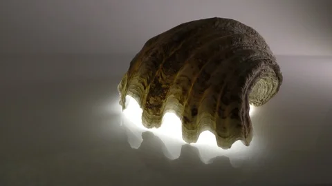 Shell of the Tridacna crocea mollusk. Stock Footage 114461224