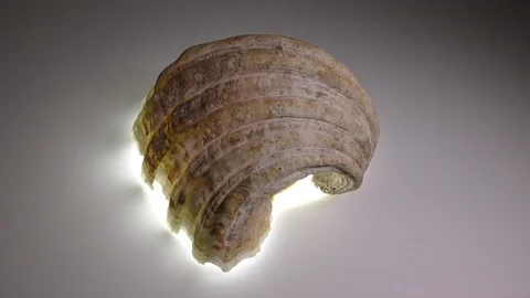 Shell of the Tridacna crocea mollusk. Stock Footage 114461438