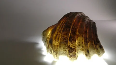 Shell of the Tridacna crocea mollusk. Stock-Footage 114461472