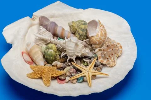 Shell tropical beach background. Summer marine shell theme. Minimal isolated  Stock Photos