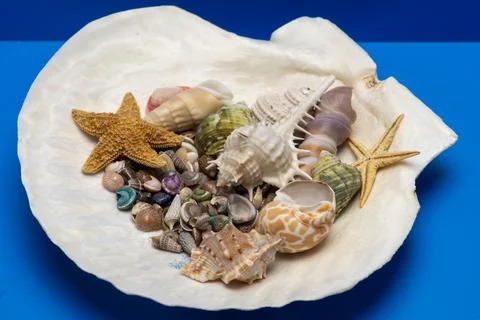 Shell tropical beach concept. Summer marine shell background. Minimal isolate Stock Photos