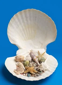 Shell tropical beach layout. Summer marine shell theme. Minimal isolated sh.. 库存照片